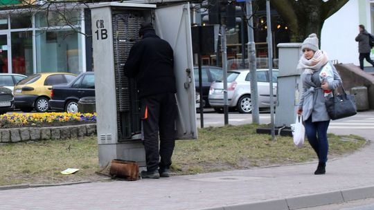 Dziwne kolory bratków się gryzą?