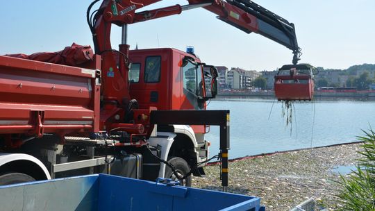 Dźwig przy gryfińskim moście usuwa martwe ryby Dźwig przy gryfińskim moście usuwa martwe ryby