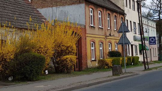 Forsycje i śliwy czarują kwiatami. Robi się coraz ładniej Forsycje i śliwy czarują kwiatami. Robi się coraz ładniej