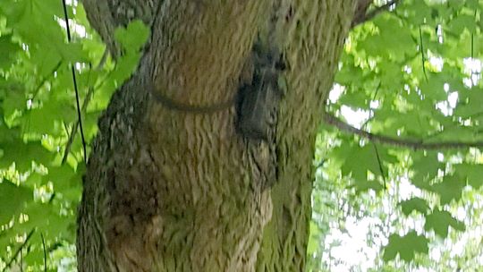 Fotopułapka na drzewie, czyli monitoring po gryfińsku
