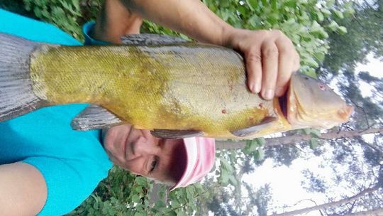 Gdzie łowi się ponadpółmetrowe liny?