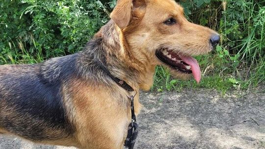 Gina - piękna sunia, która pragnie domu i miłości