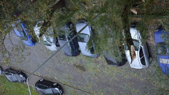 Gmina nieodpowiednio pielęgnowała drzewa. Wierzby uszkodziły auta, a burmistrz udaje Greka