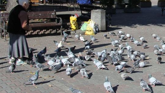 Gołębie roznoszą boreliozę