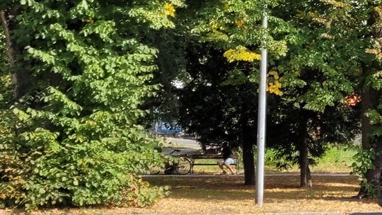 Grasował z wiatrówką po parku. Strzelił spacerującemu w twarz