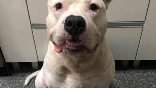 Grozi mu 5 lat za kradzież tego amstafa. Bandzior wrócił do domu