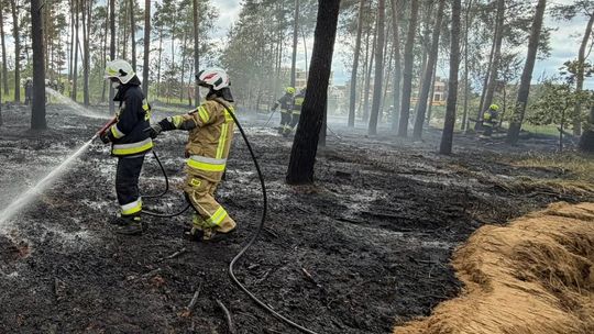 Groźny pożar lasu. Ogień wybuchł niedaleko stacji paliw