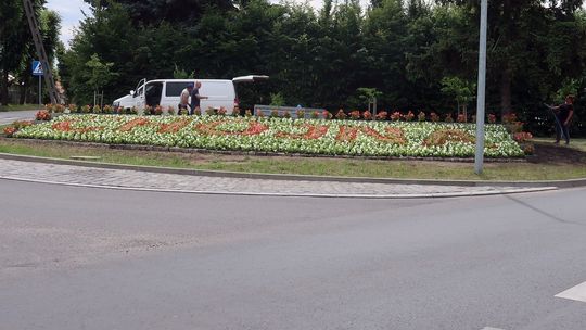 Gryfino i Chojna rywalizują o dywany kwiatowe