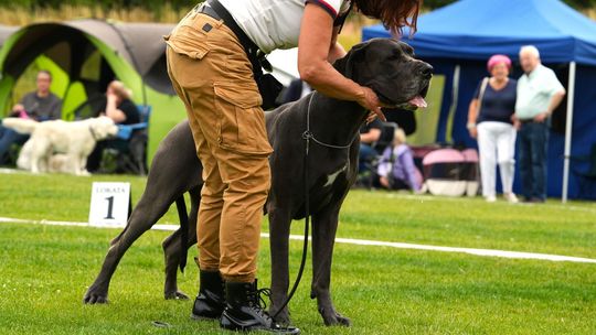 Gryfino stolicą czworonogów! Zobacz najpiękniejsze rasy i emocjonujący bieg jamników