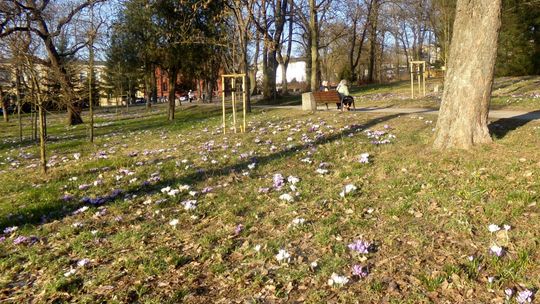 Gryfino w kolorach krokusów: Miasto budzi się z zimowego snu