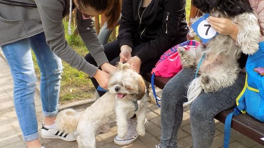 Gryfiński Piknik z Psem i SAS