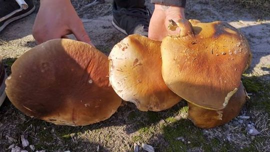 Grzybowe zbiory pana Krzysztofa