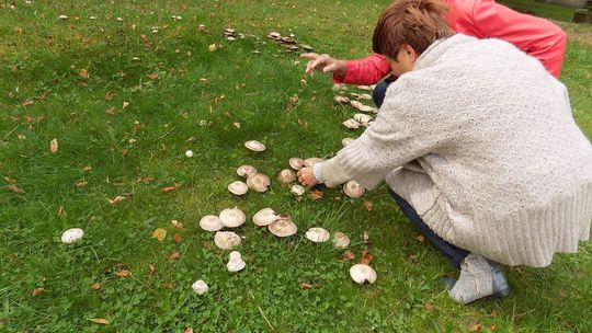 Grzyby rosną nawet w centrum miasta