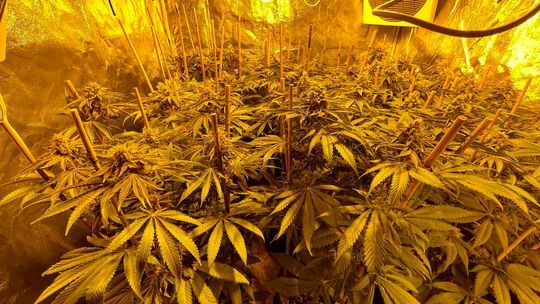 Handlował narkotykami, a w pokoju miał plantację Handlował narkotykami, a w pokoju miał plantację