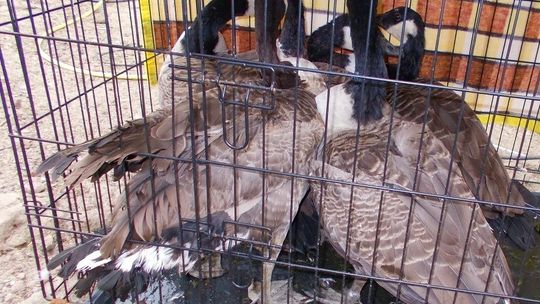 Hodował i sprzedawał dzikie ptaki. Wpadł w ręce policji