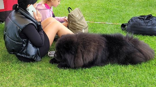 Idzie upał. Pamiętajmy nie tylko o sobie, ale i o zwierzętach