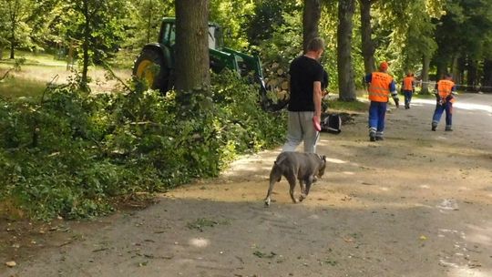 Ile drzew wycięto w letni dzień pod halą?