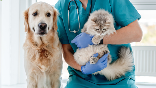 Tyle kosztują nasz psy i koty? Wydatki na zwierzęta są niewiele mniejsze niż na zdrowie