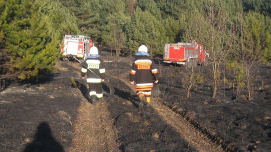 Interweniowali podczas wypadków i gasili wypalane trawy 