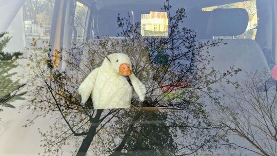 Skąd się bierze moda na pluszowe gęsi? "Pipki" są kochane