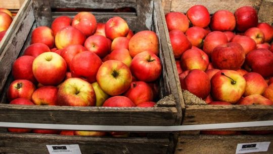 Jabłka poszły jak świeże bułki