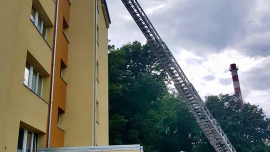 Jaja jerzyków uratowane