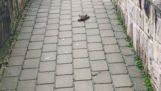 Jak ja niepełnosprawny mam poruszać się po mieście w takich warunkach? Jak ja niepełnosprawny mam poruszać się po mieście w takich warunkach?