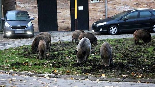 Jak poradzić sobie z dzikami - rady Gminnego Zespołu Zarządzania Kryzysowego