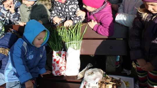 Jak sadzili cebulki kwiatowe