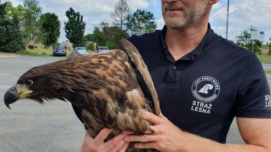 Jak schwytać bielika aby go uratować? Co dalej z drapieżnikiem