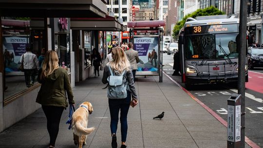 Jak się przygotować do jazdy z psem komunikacją miejską?