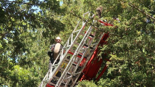 Jak strażak Piotr rój pszczół uratował [FOTO, WIDEO]
