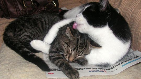 Jak uczcili święto kota