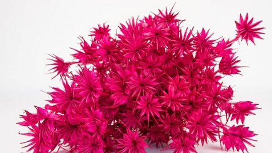 Jak zabezpieczyć suszone kwiaty?