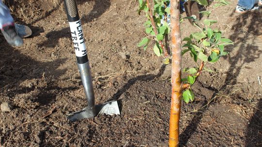 Jakie rośliny sadzimy i siejemy w sierpniu?