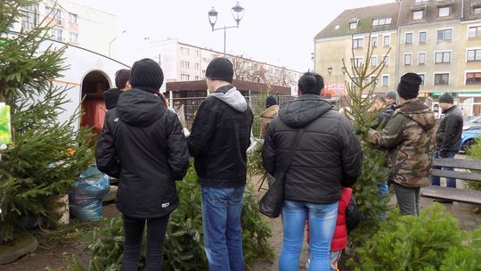 Jakie świąteczne drzewko będzie w twoim domu