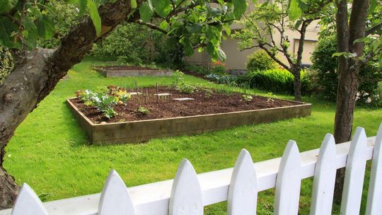 Jakie warzywa można siać w sierpniu?