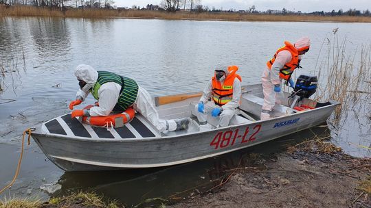 Jechali na akcję. Wyławiali martwe łabędzie z jeziora