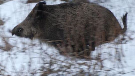 Jednego uratowali, a drugi utonął