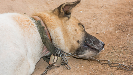 Co zawiera projekt obrońców zwierząt? Złożysz podpis? Co zawiera projekt obrońców zwierząt? Złożysz podpis?