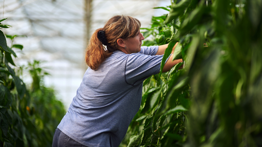 Coraz więcej chętnych do pracy za granicą. Dlaczego wyjeżdżamy?