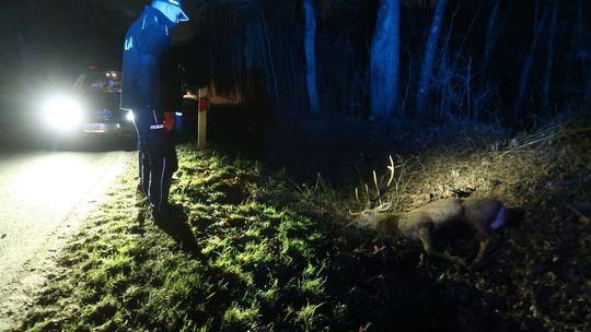 Jeleń nie przeżył tej kolizji