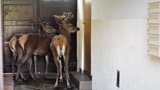 Jelenie weszły do domu, który okazał się pułapką