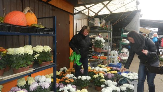 Jesienne chryzantemy