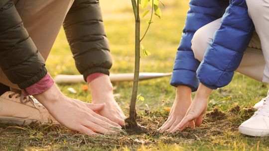 Jesienne sadzenie drzew, czyli zdążyć przed mrozem