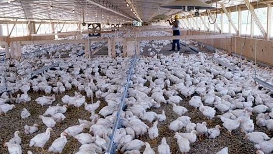 Jest decyzja – kurza ferma powstanie w Dołgich