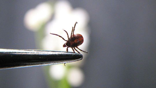Kleszczy zatrzęsienie. W jaki sposób ne należy usuwać kleszczy? Kleszczy zatrzęsienie. W jaki sposób ne należy usuwać kleszczy?