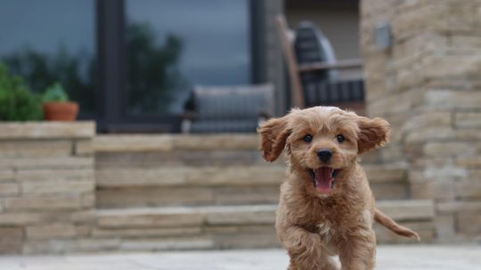 Karmy z insektów dla psów - z czym to się je? Karmy z insektów dla psów - z czym to się je?