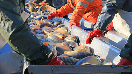 Hodowcy zapowiadają, że karp na święta będzie droższy. Boże Narodzenie 2025