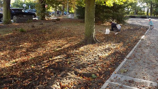 Kasztany, kasztany, kasztany lecą z drzew